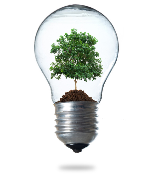 Lightbulb with a plant growing inside